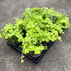 LYSIMACHIA 11 CM GOLDILOCKS MÅLSTA 1X8